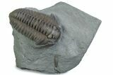 Prone Flexicalymene Trilobite - Mt Orab, Ohio #375196-1